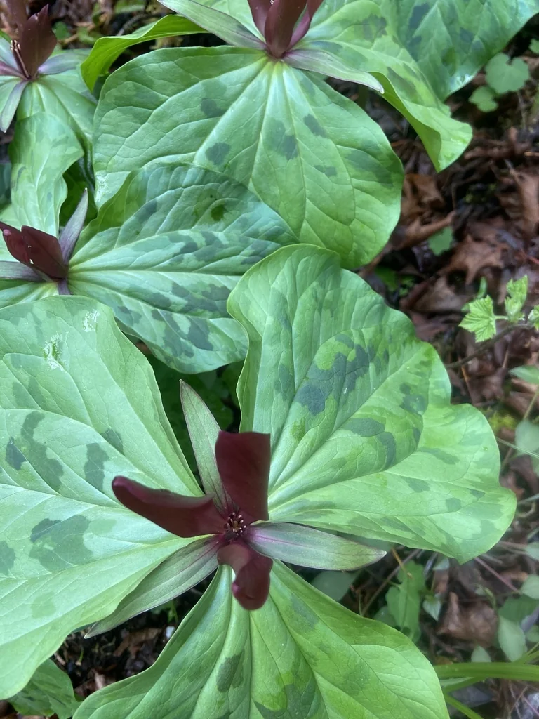 Trillium Kurabayashii