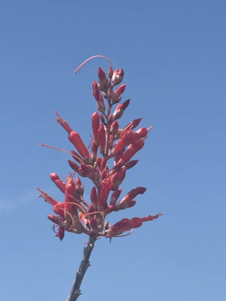 Fouquieria Diguetii