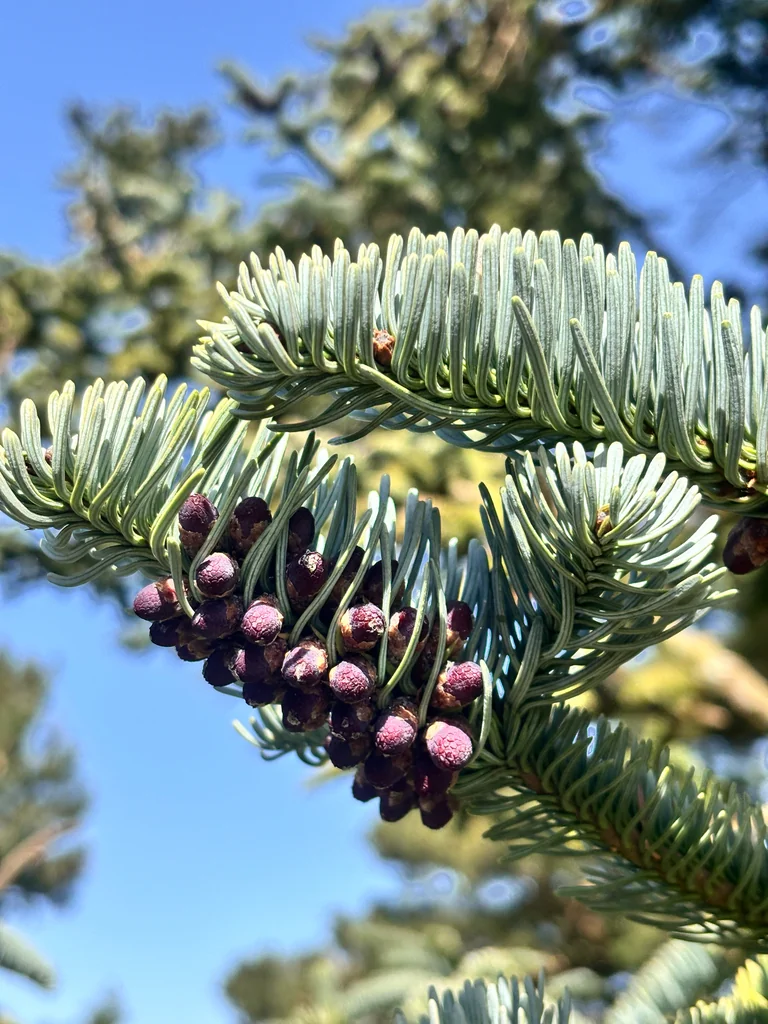 Abies Procera