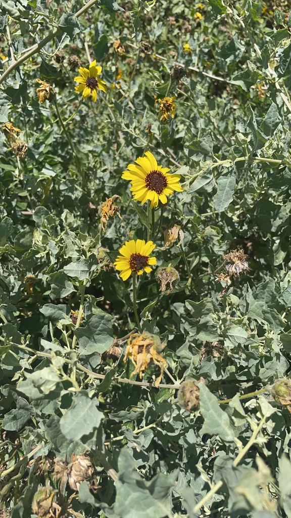 Encelia californica