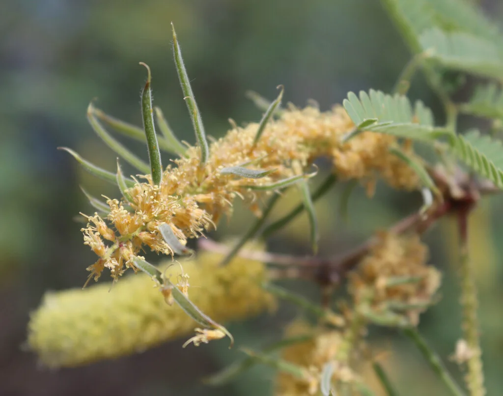 Prosopis Velutina