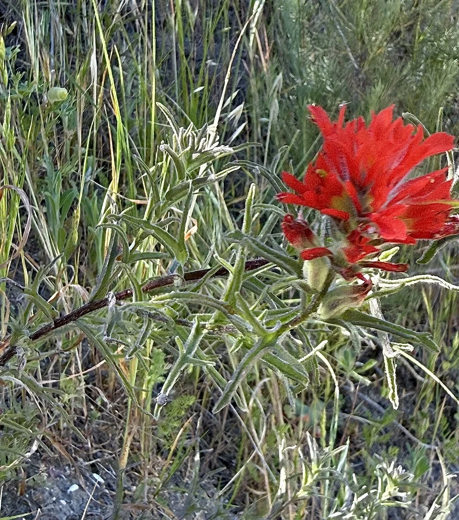 Castilleja Affinis