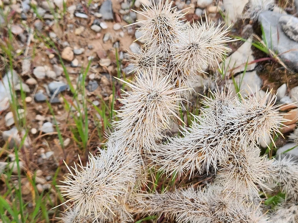Cylindropuntia Echinocarpa