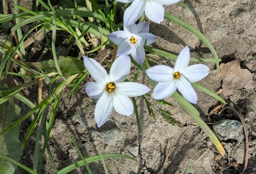 Ipheion Uniflorum