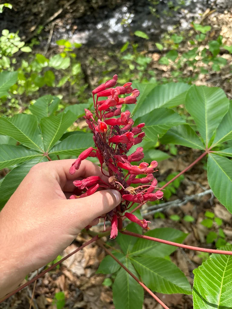 Aesculus Pavia