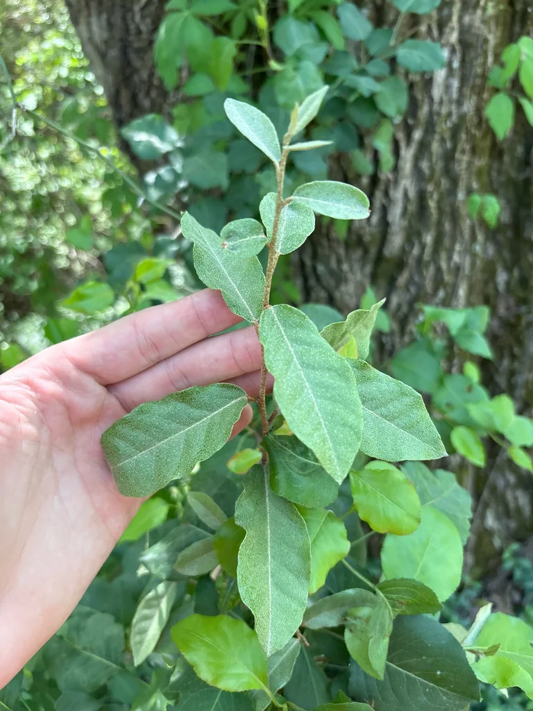 Elaeagnus Pungens