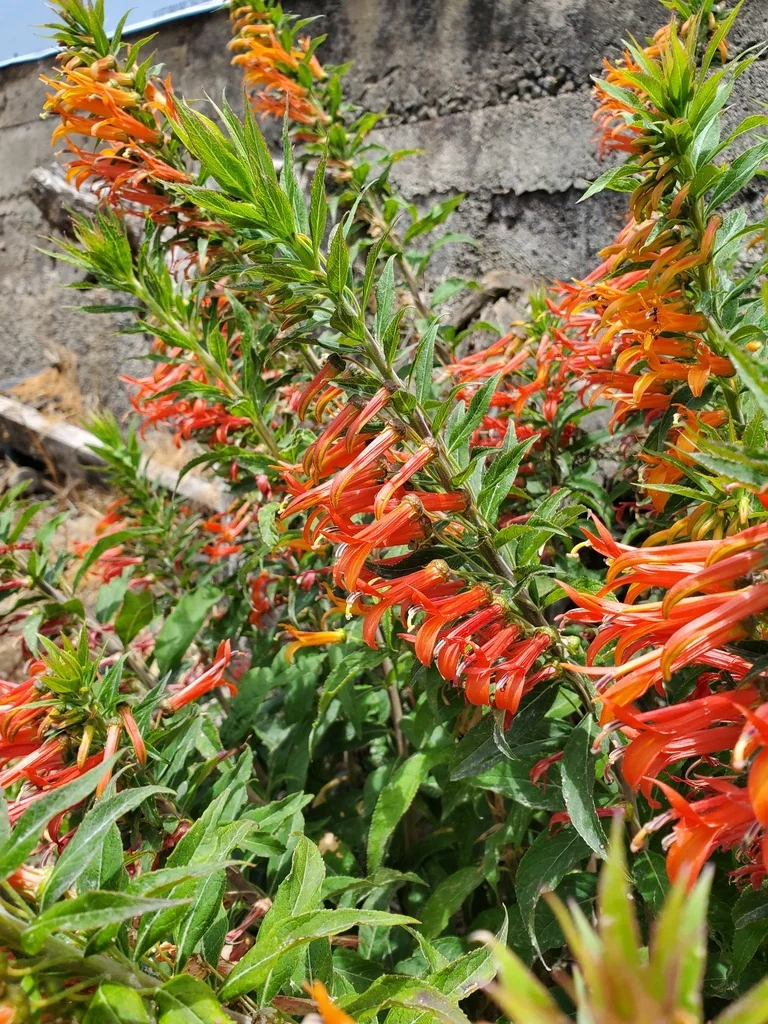 Lobelia Laxiflora