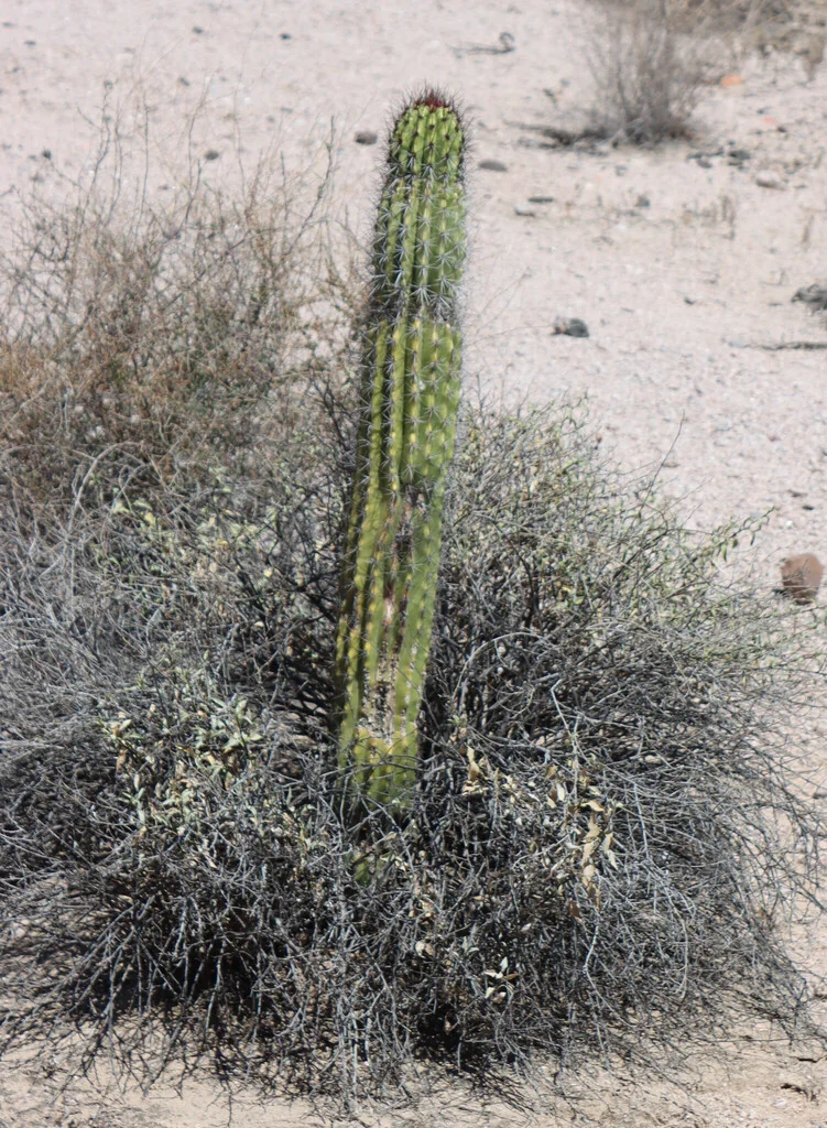 Stenocereus Thurberi