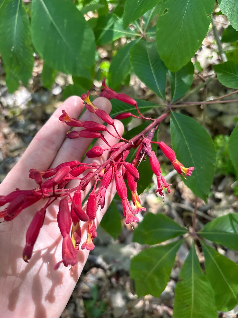 Aesculus Pavia