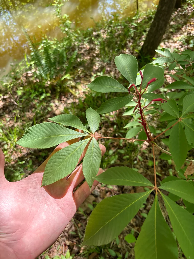 Aesculus Pavia