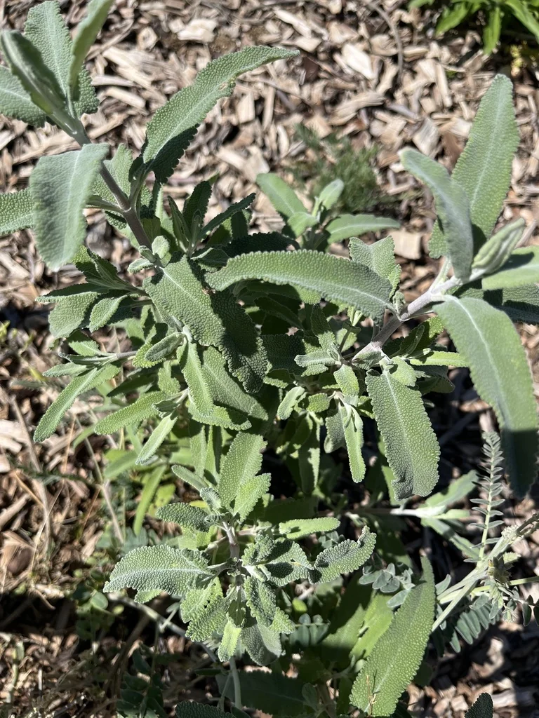 Salvia Leucophylla