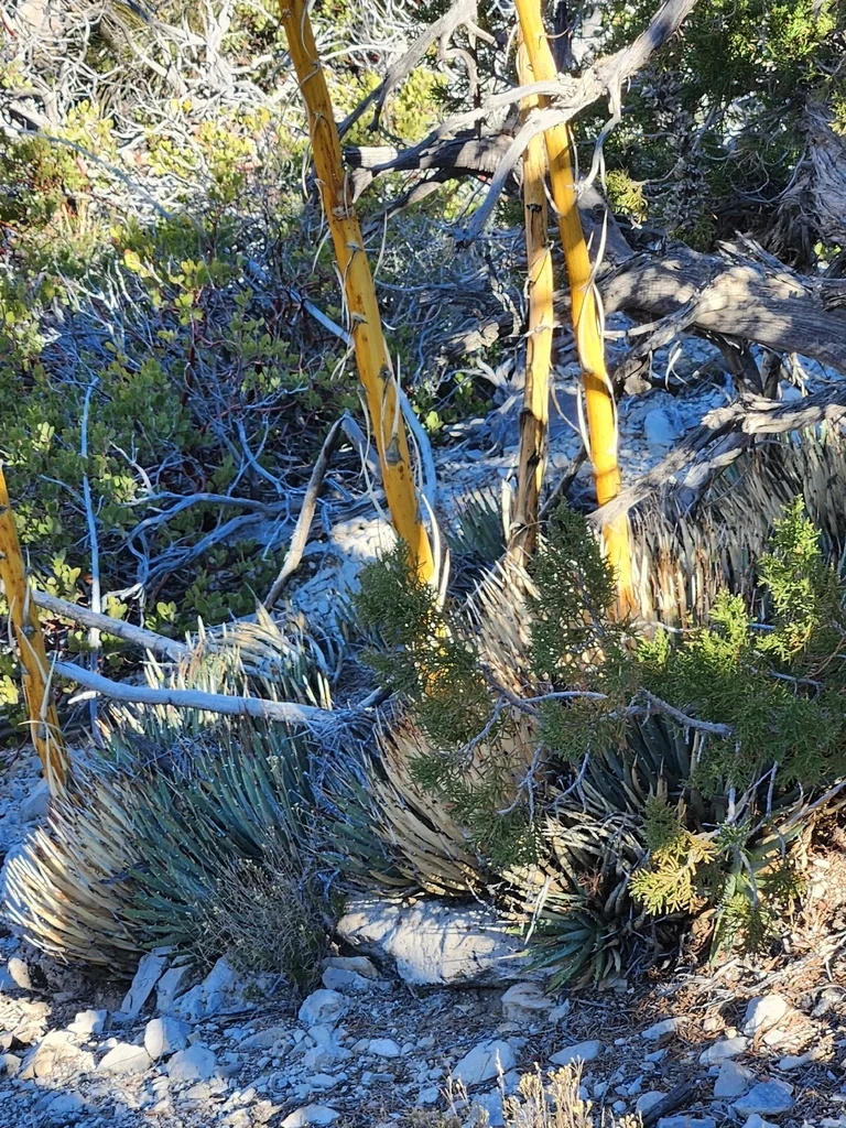 Agave Utahensis