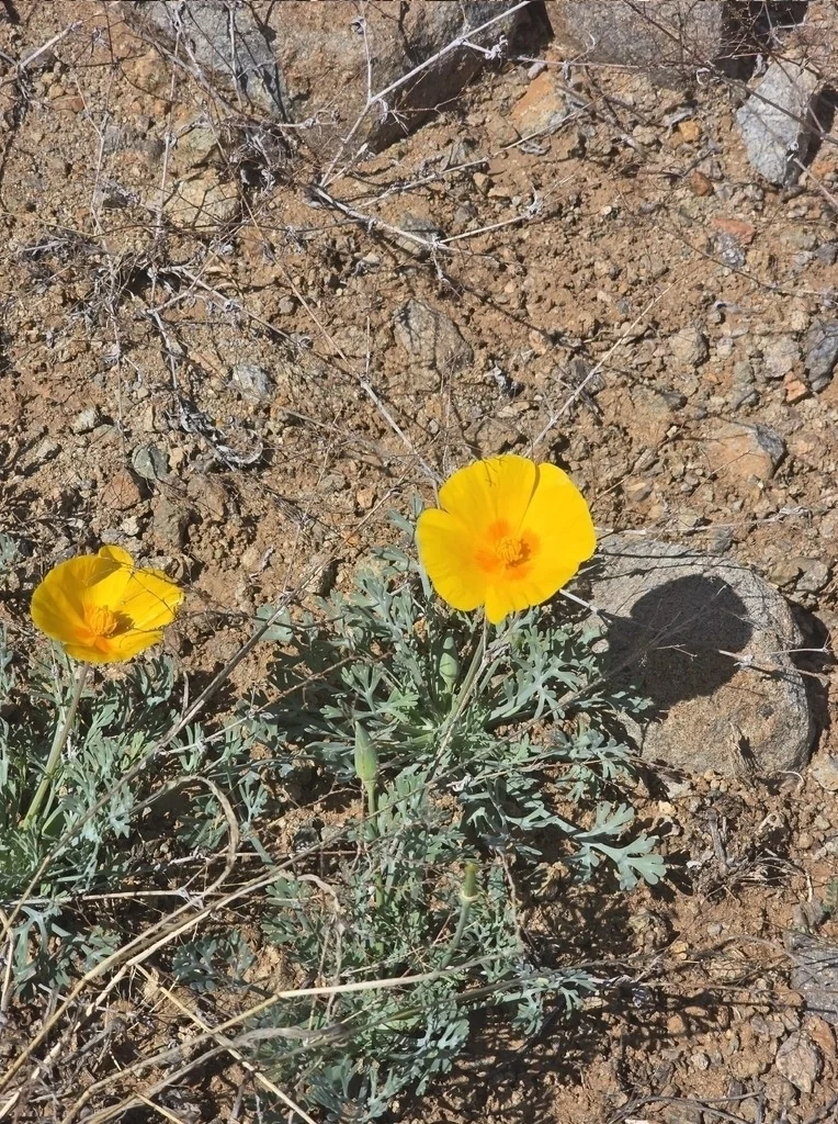 Eschscholzia Mexicana