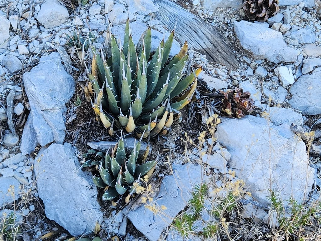 Agave Utahensis