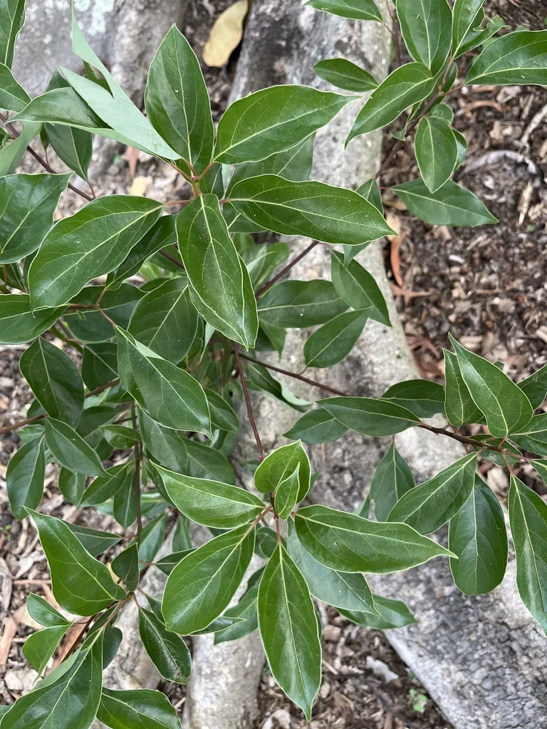 Cinnamomum Camphora