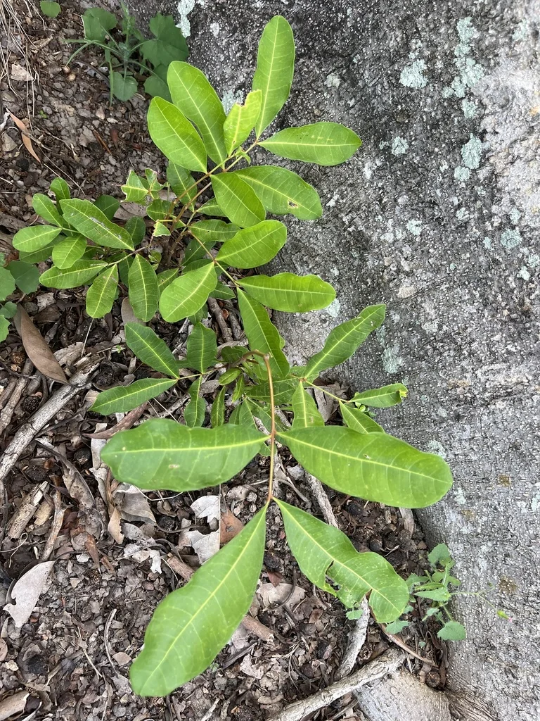 Cupaniopsis Anacardioides