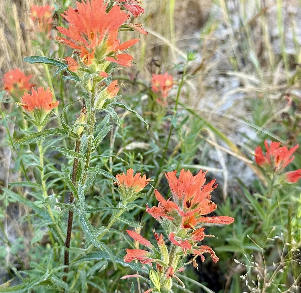 Castilleja Affinis
