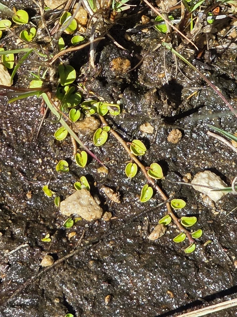 Pratia Angulata