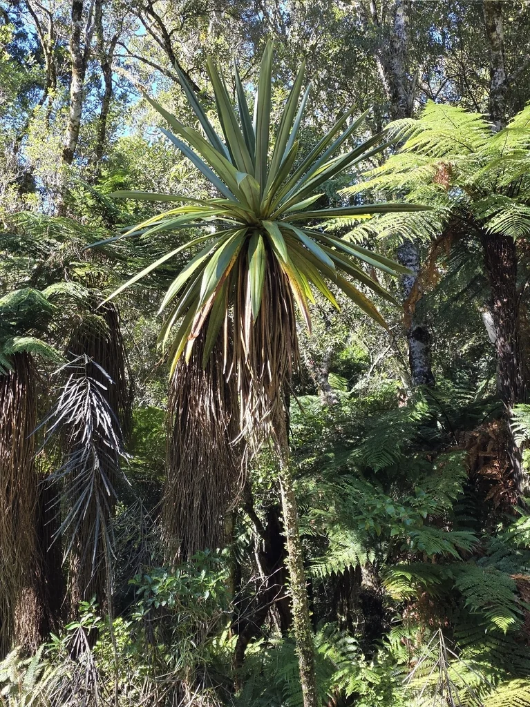 Dracaena indivisa