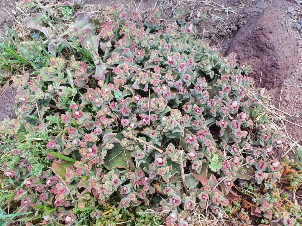Mesembryanthemum Crystallinum