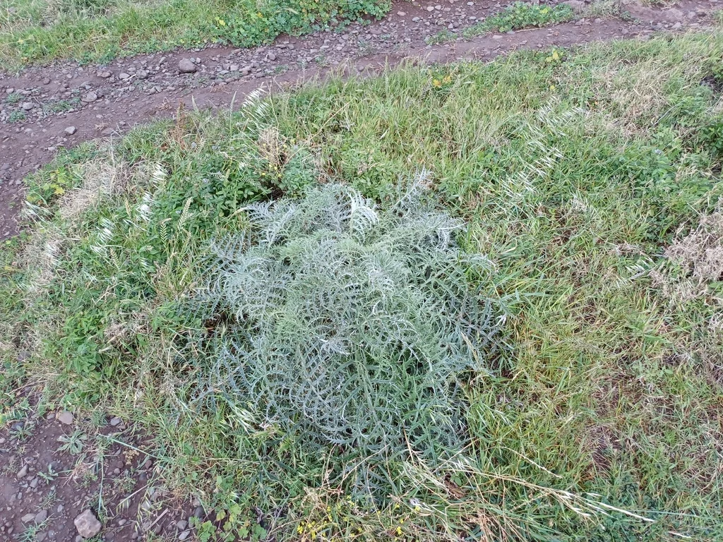 Cynara cardunculus