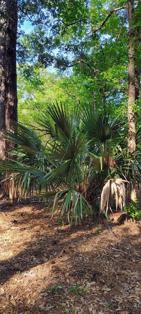Sabal Minor