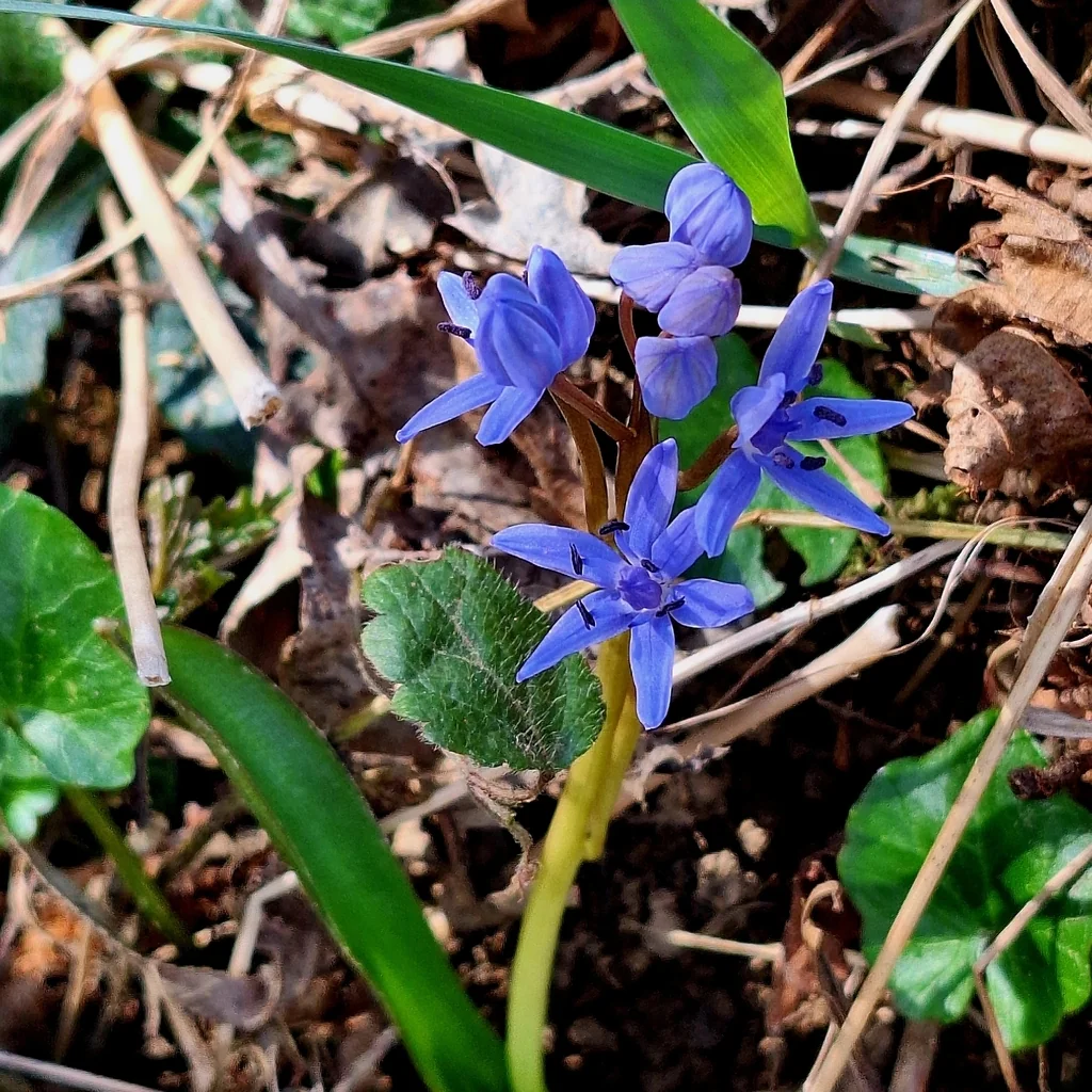 Scilla Bifolia