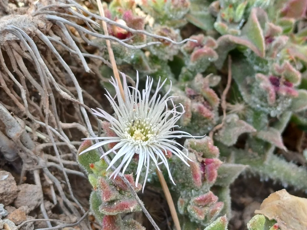Mesembryanthemum Crystallinum
