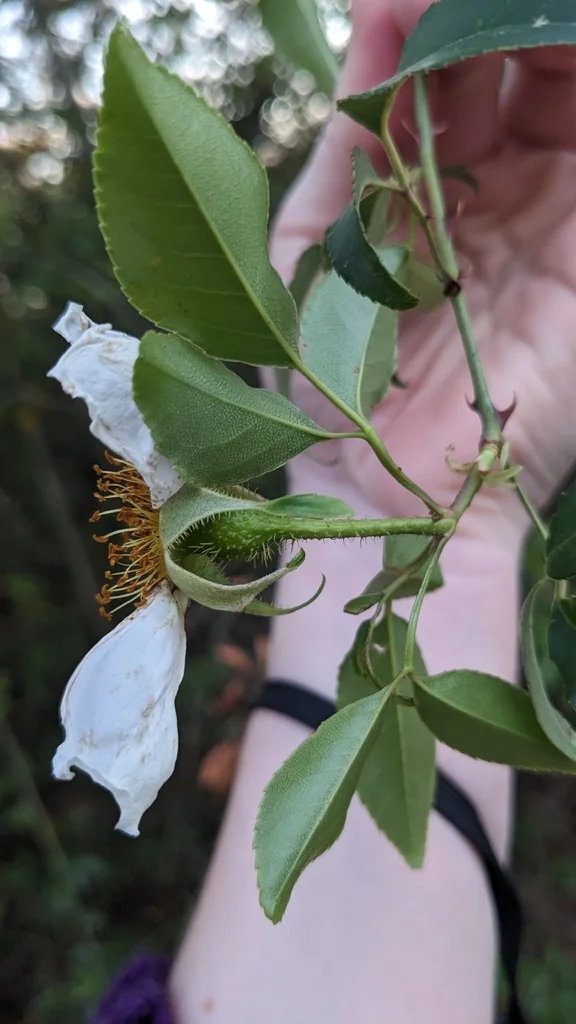 Rosa Laevigata