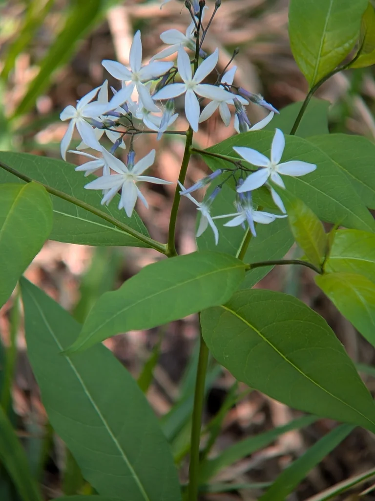 Amsonia tabernaemontana