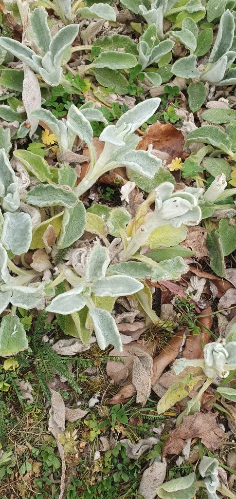 Stachys Byzantina