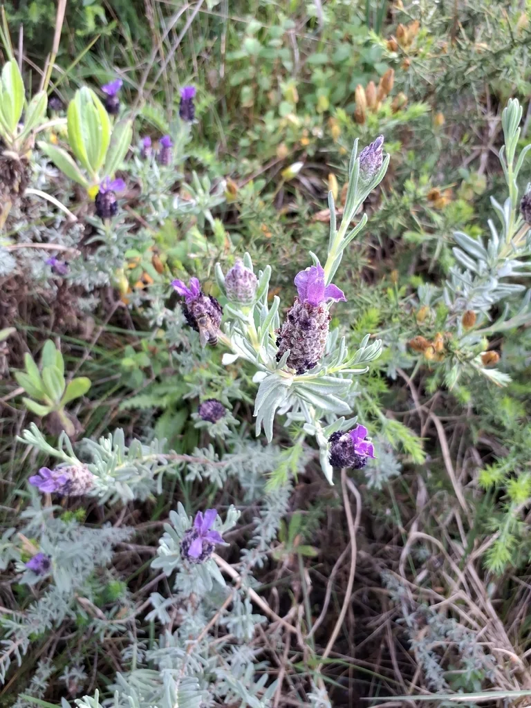 Lavandula Stoechas