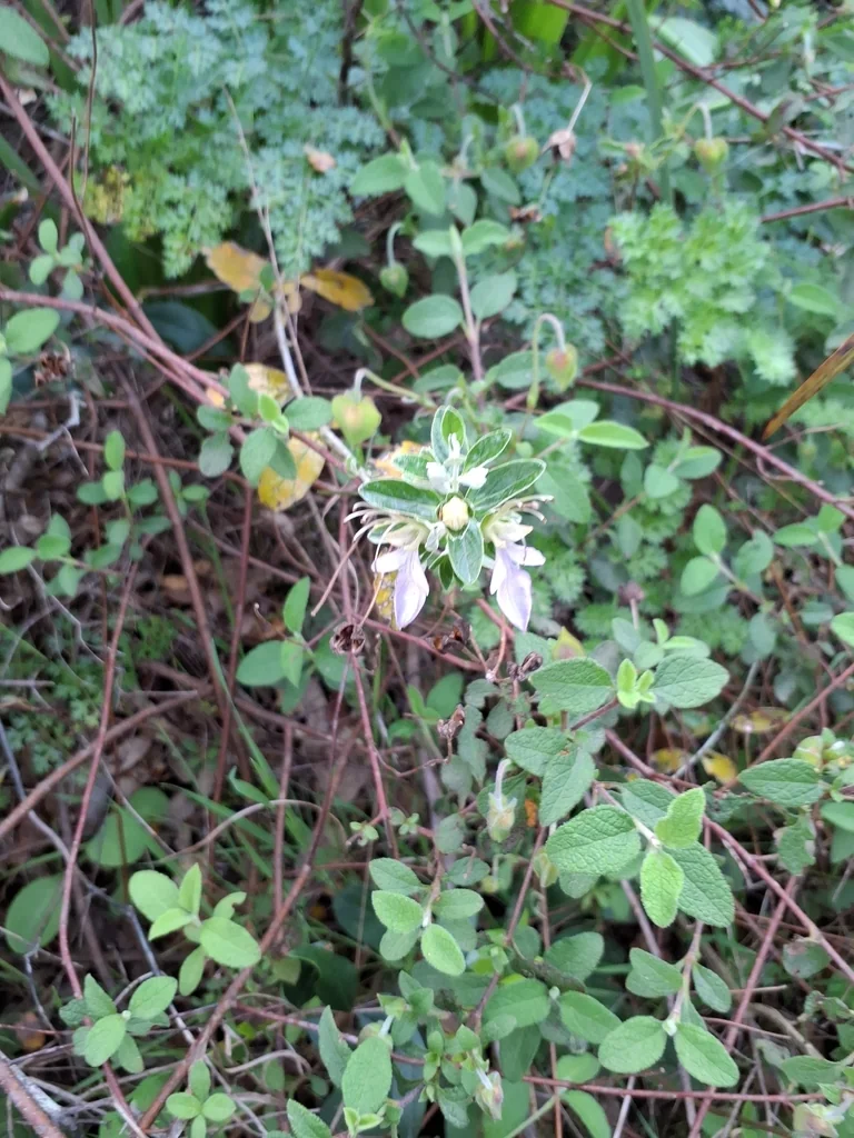 Teucrium Fruticans