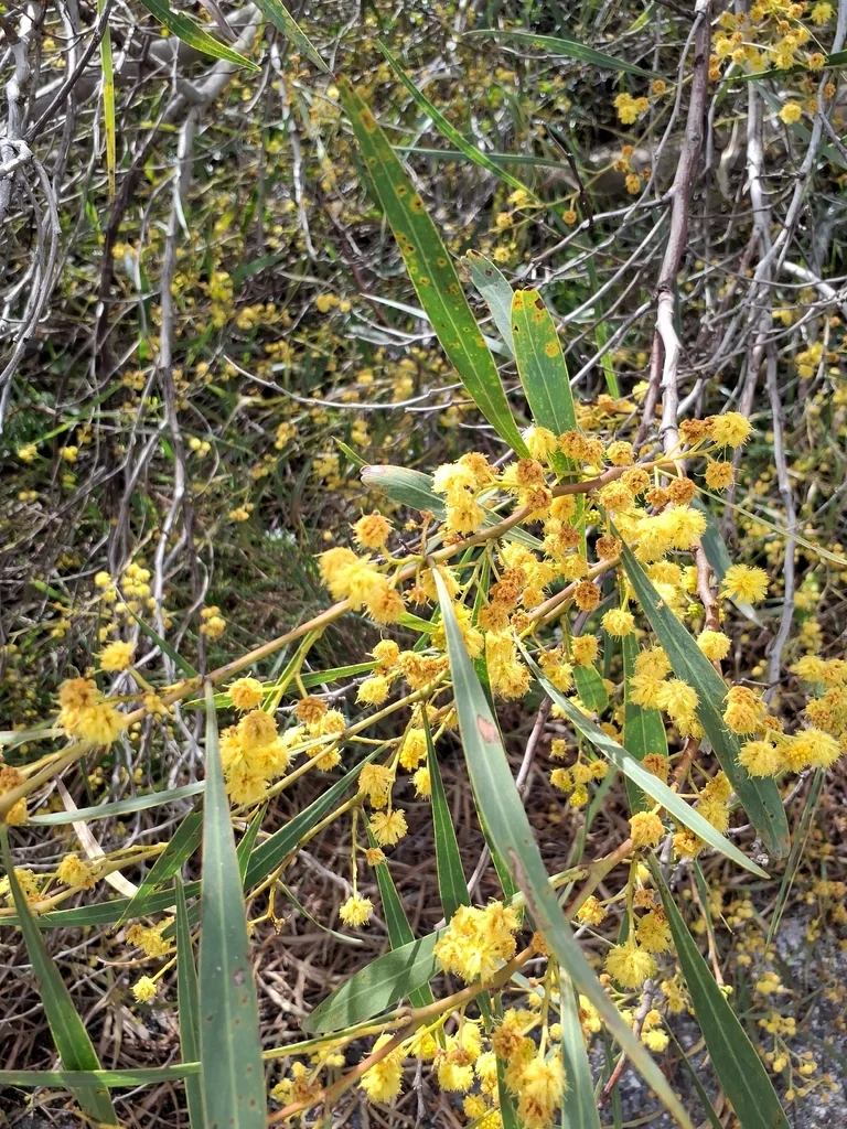 Acacia Saligna
