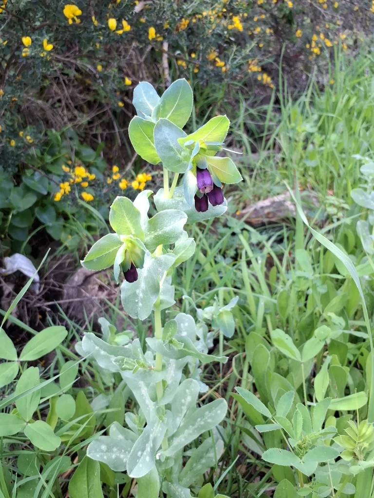Cerinthe Major