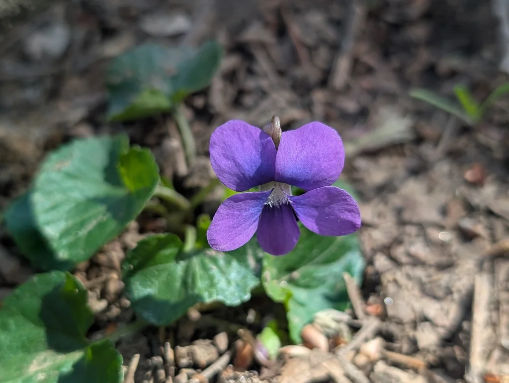 Viola Sororia