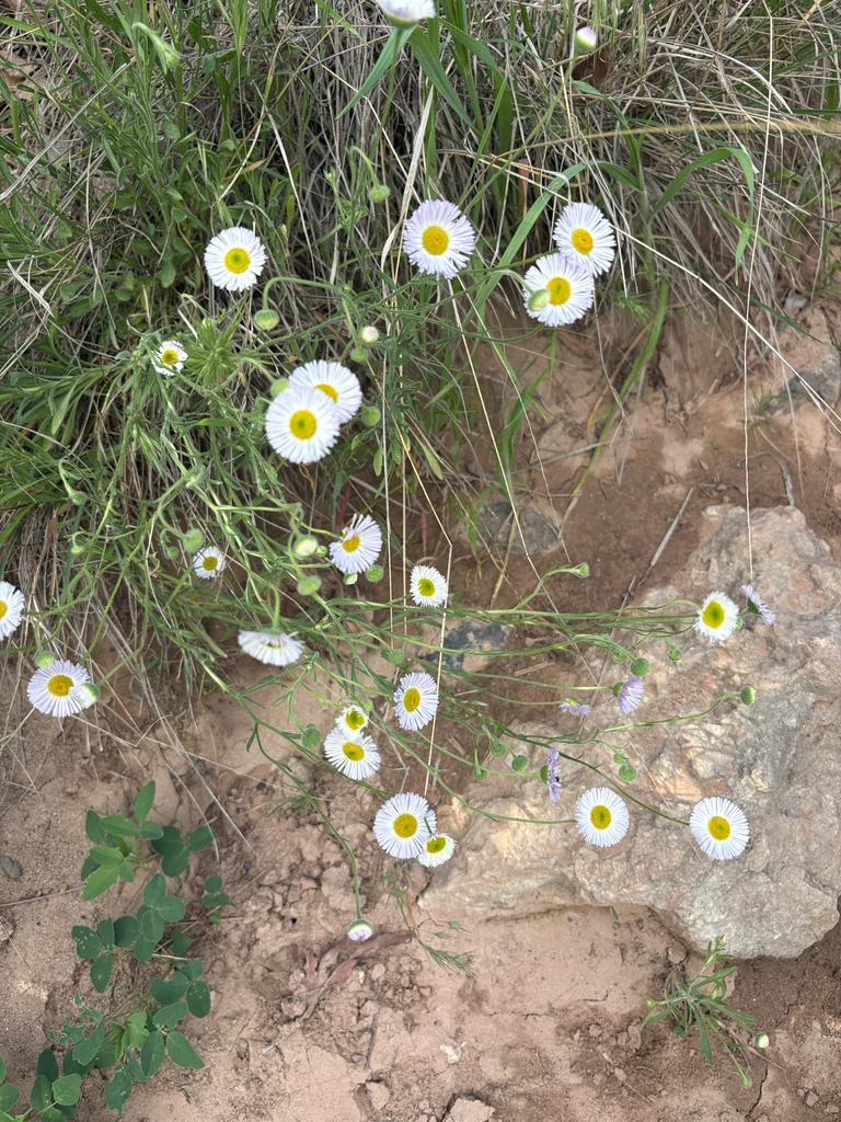 Erigeron Divergens