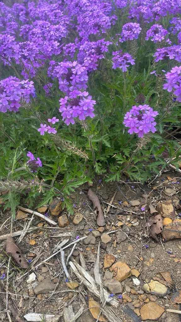 Verbena Canadensis