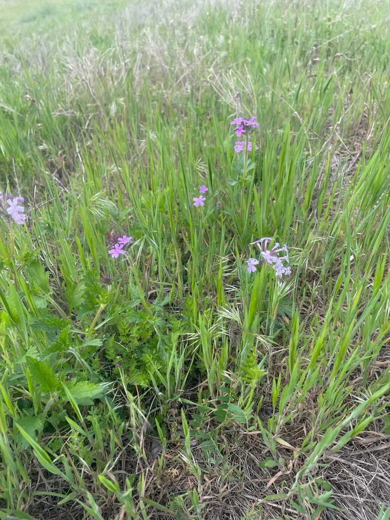 Verbena Canadensis