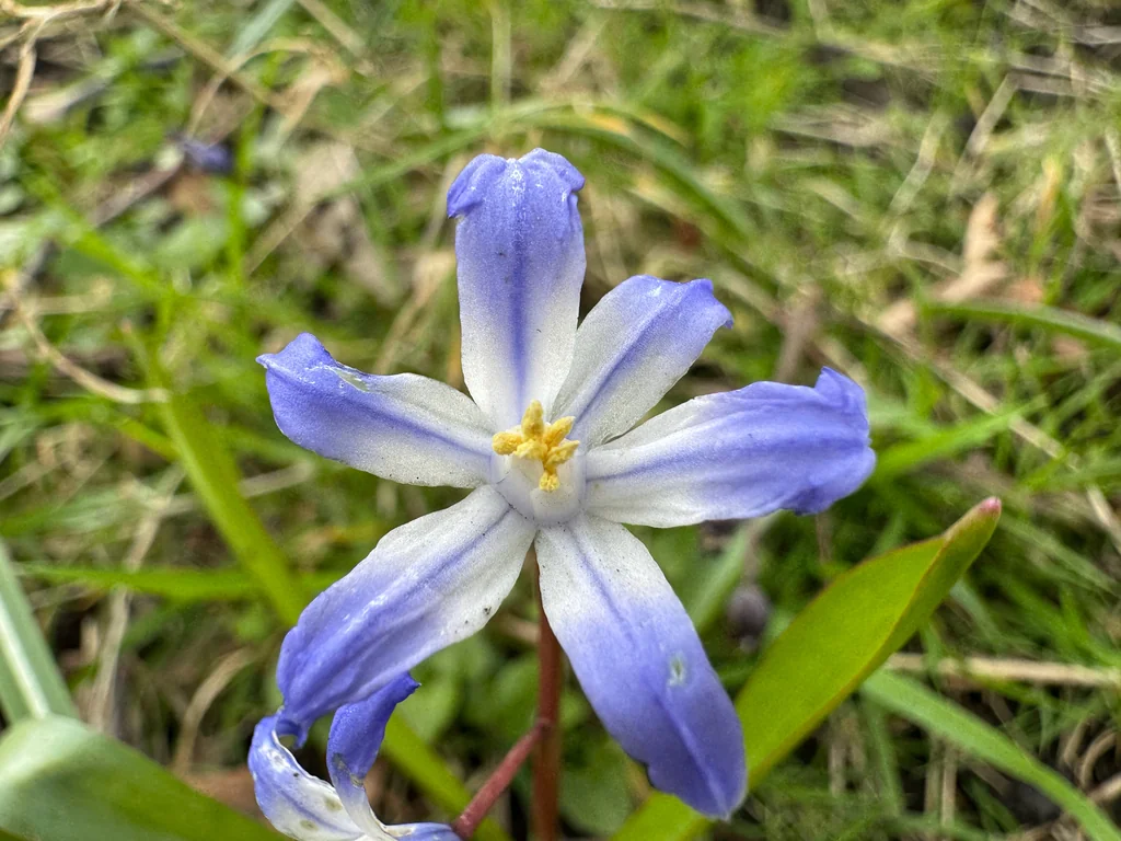 Chionodoxa Forbesii