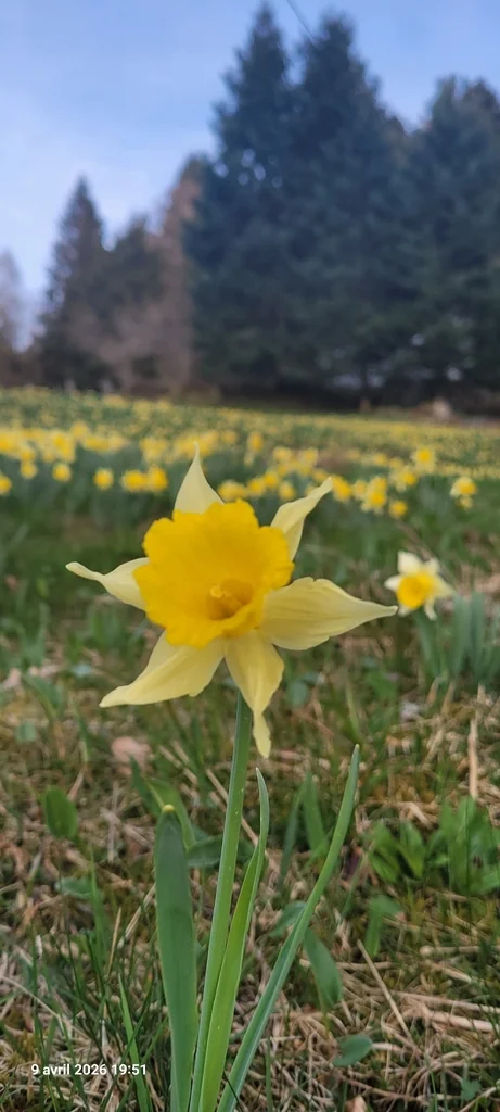 Narcissus Pseudonarcissus