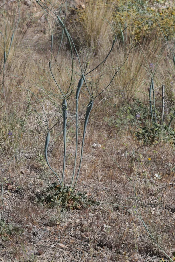 Eriogonum Inflatum