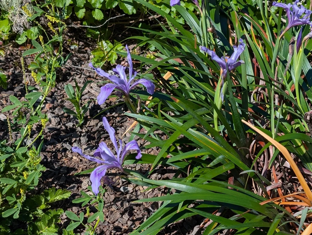 Iris Douglasiana