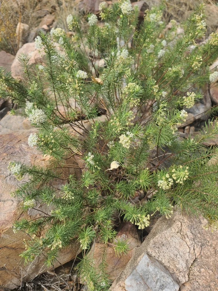 Asclepias Linaria