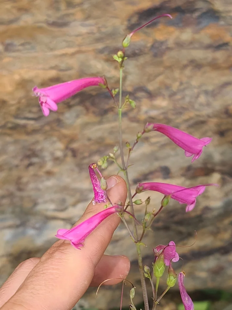 Penstemon Pseudospectabilis