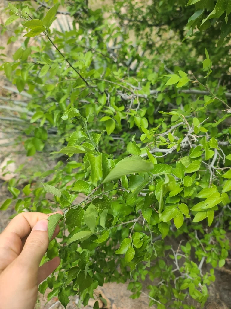 Celtis Reticulata