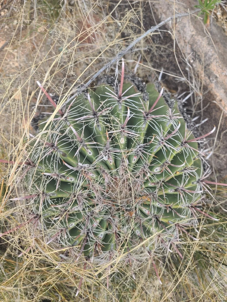 Ferocactus Wislizeni