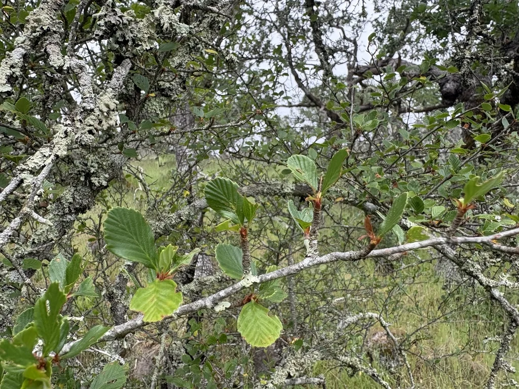 Cercocarpus Betuloides