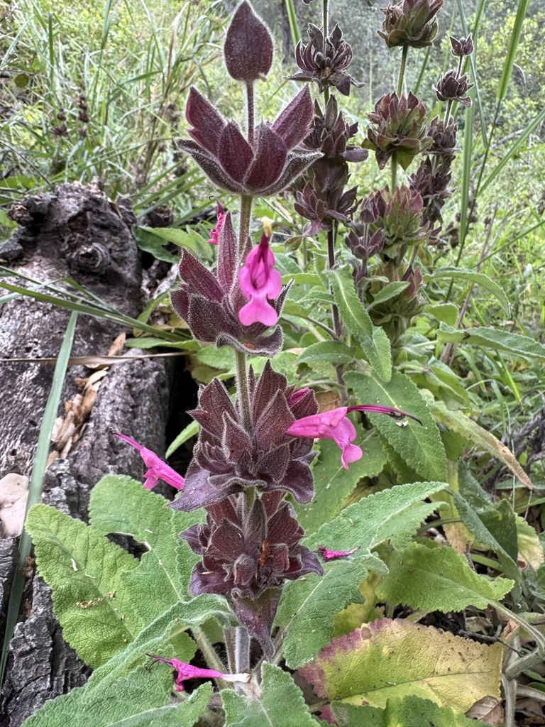 Salvia Spathacea