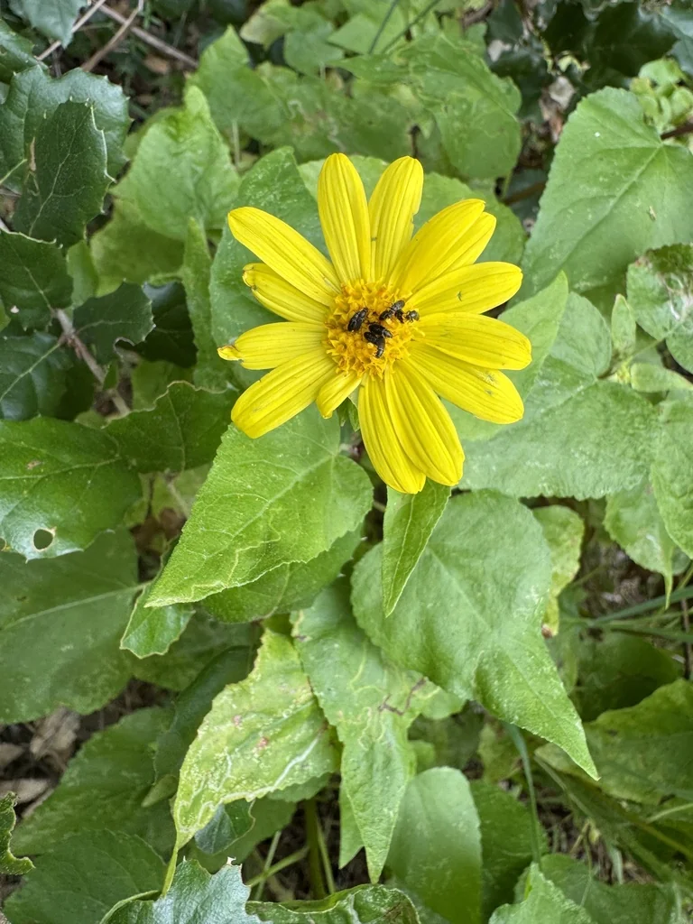 Venegasia Carpesioides